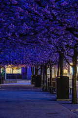 Stockholm, Sweden The cherry blossoms in Kungstradgarden park.
