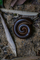 Millipede in spiral
