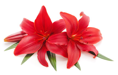 Two red lilies.