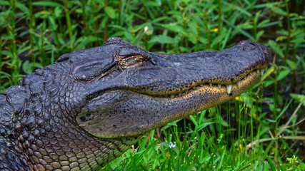 Big alligator in the swamps of Louisiana