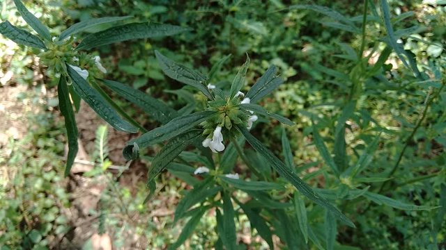 Borreria sp. This plant includes weeds and is easily found in fields, such as fields in Indonesia. This plant has white flowers. Beetles love this plant.