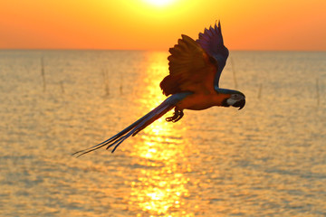 macaw parrot flying on the sea at sunset, Freedom concept © Passakorn