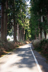 Obraz premium Cedar tree avenue in Nikko city