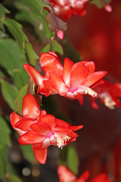 Beautiful red flowers of Schlumbergera. Room decoration