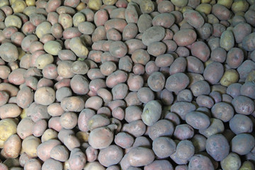 Pile of potatoes stored in cellar. Agricultural products
