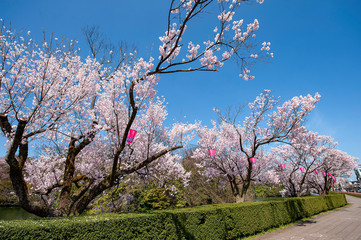 Naklejka premium 桜