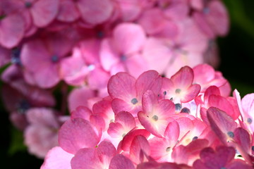 Japanese Hydrangea