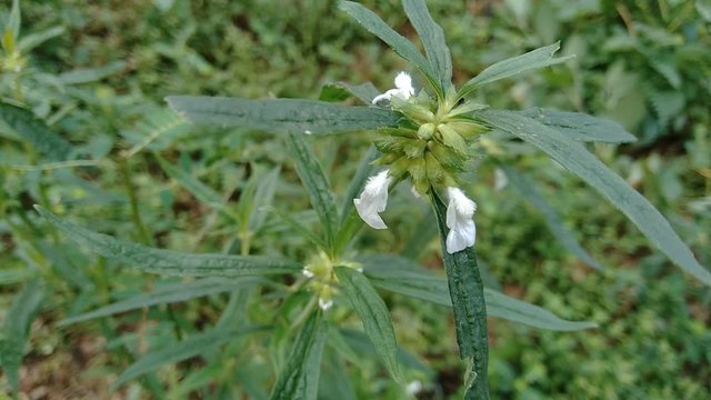 Borreria sp with natural background