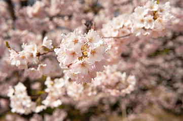 Obraz premium 桜