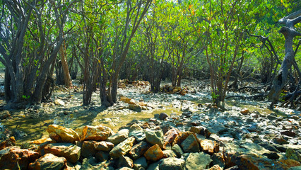 Mangrove forest beside the sea in island at South of Thailand.