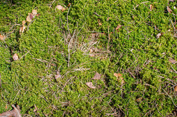 Green moss texture and background.  Forest background. Moss with needles