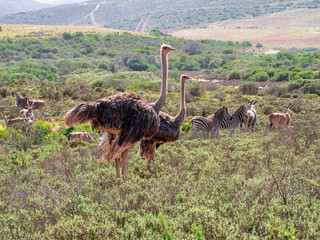 Ostrich in close distance together in Africa