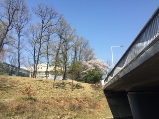 spring bridge