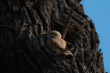Owl sleeping in the hollow of a tree. location: Keoloadev National Park, Keoloadev National Park, Road, Bharatpur, India