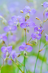 Field of purple flowers blooming in the garden soft and blured on nature background.