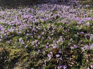 field of flowers