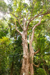 熱帯雨林の森　オーストラリア