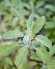 leaf of salvia