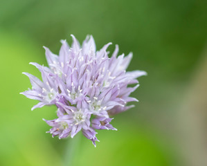 flower of Chives