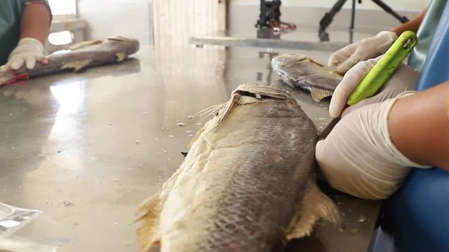 Traditional process of making salted dried threadfin fish, local premium product of Pattani.