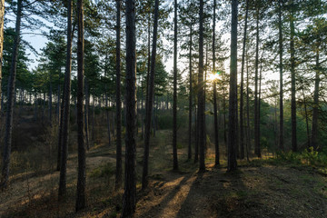 Obraz premium Landschaft im Frühling