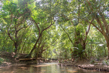 熱帯雨林の森　オーストラリア