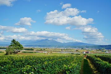 富良野のブドウ畑
