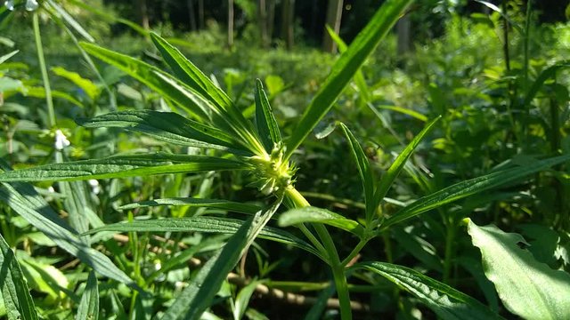 Borreria sp with natural background