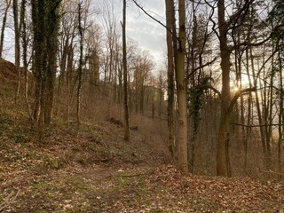 Fototapeta premium path in the forest to castle