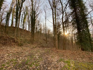 evening in the forest at castle