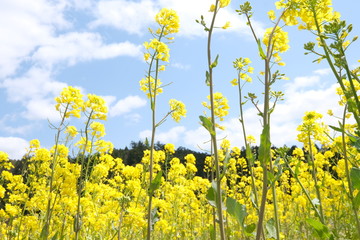 Obraz premium 菜の花畑