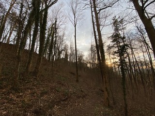 Obraz premium sunset in the forest