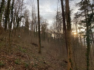 path in the forest in the morning