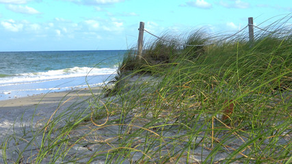 Sandy beach with sawgrass in the Carribean