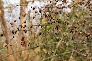 The reproduction of bamboo flowering