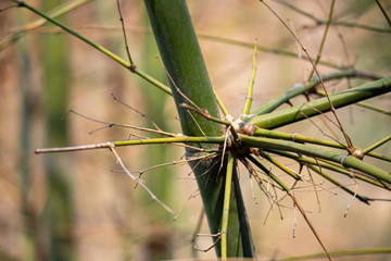 The reproduction of bamboo flowering