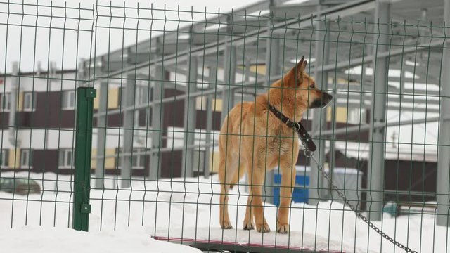 A guard dog on a chain barks and guards the territory.