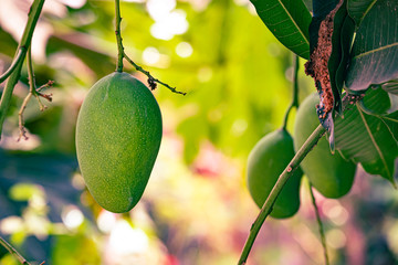 Green mango hanging from a branch