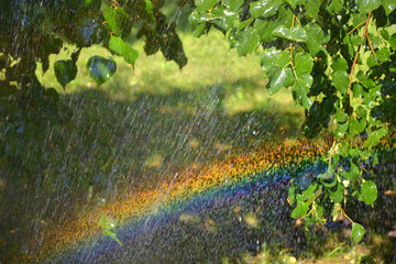 Rainbow in the rays of the sun and spray of water, on a grassy city lawn.