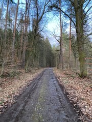 Obraz premium path in the woods