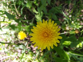 yellow flower