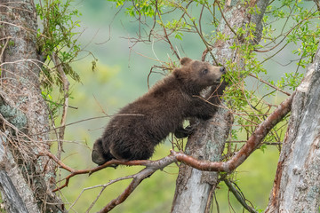 Ruling the landscape, brown bears of Kamchatka (Ursus arctos beringianus)