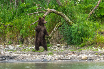 Ruling the landscape, brown bears of Kamchatka (Ursus arctos beringianus)
