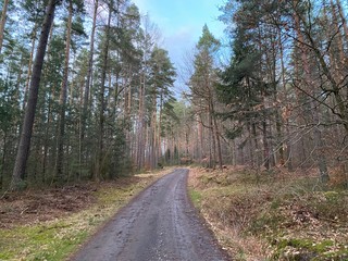 Fototapeta premium road in the woods through trees before sunset