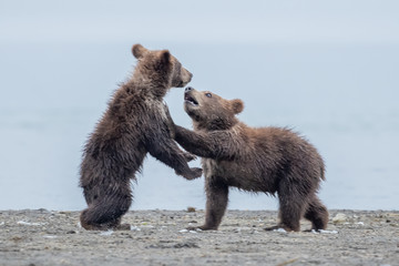 Ruling the landscape, brown bears of Kamchatka (Ursus arctos beringianus) © vaclav
