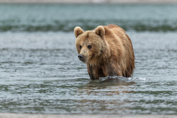 Obraz premium Ruling the landscape, brown bears of Kamchatka (Ursus arctos beringianus)