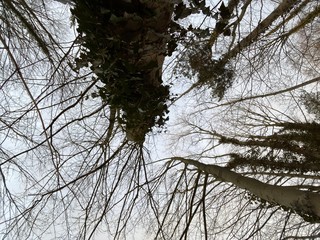 branches of a tree