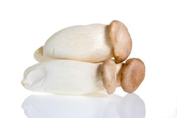 Musroom isolated on white background.