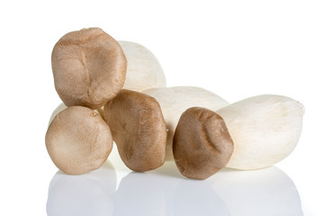 Musroom isolated on white background.