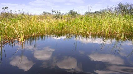 Sawgrass vegetation in the wild Everglades of FLORIDA © 4kclips